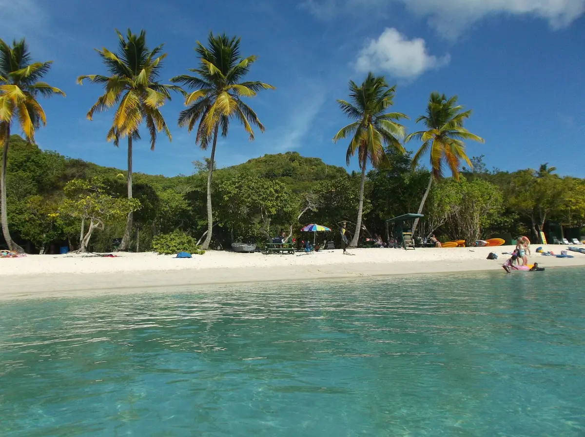 Palm trees and calm water at Magens Bay beach