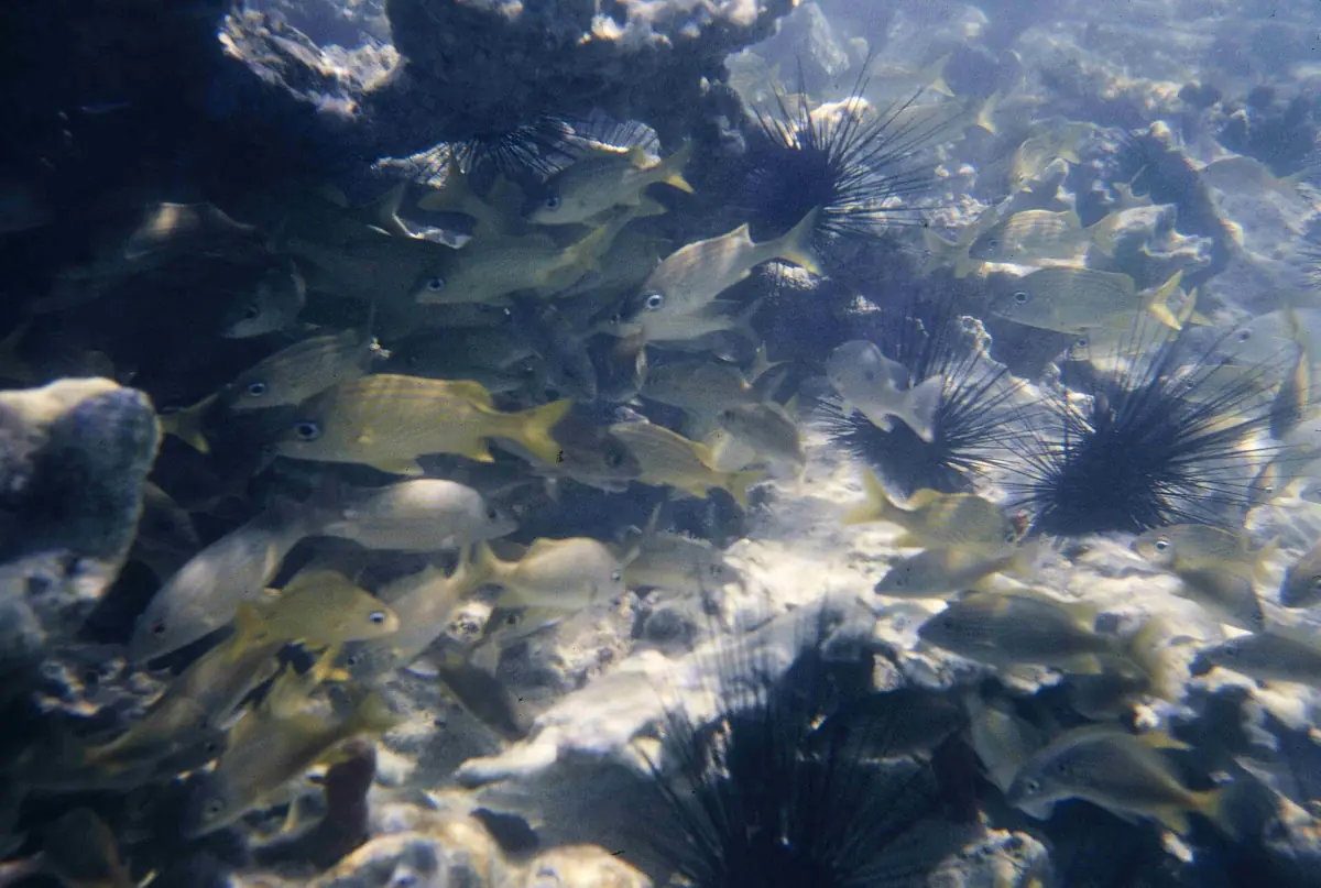 Fish swimming over a reef with sea urchins