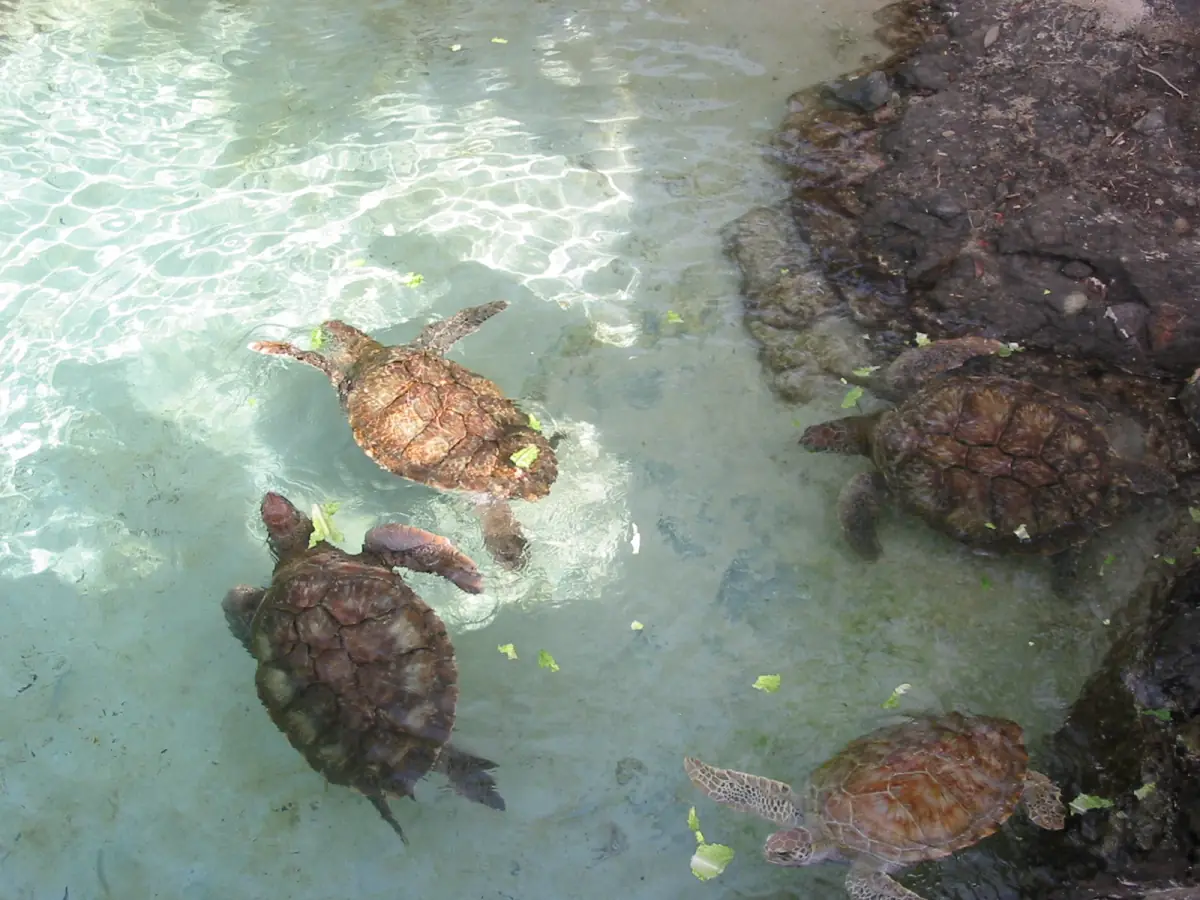 Sea turtles swimming in a pool at Coral World